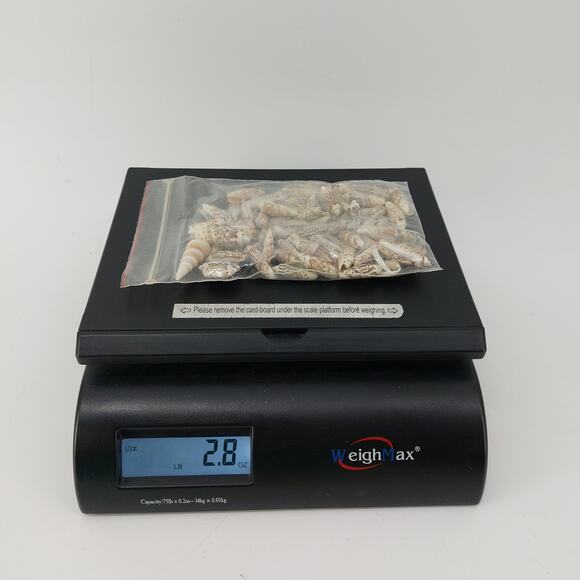 Natural Seashells DIY Crafts Lot Nautical Nassarius Persich - Picture 8 of 11